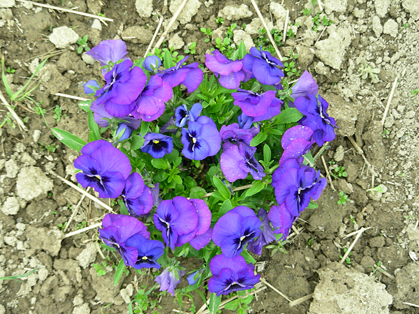 pansy in flower